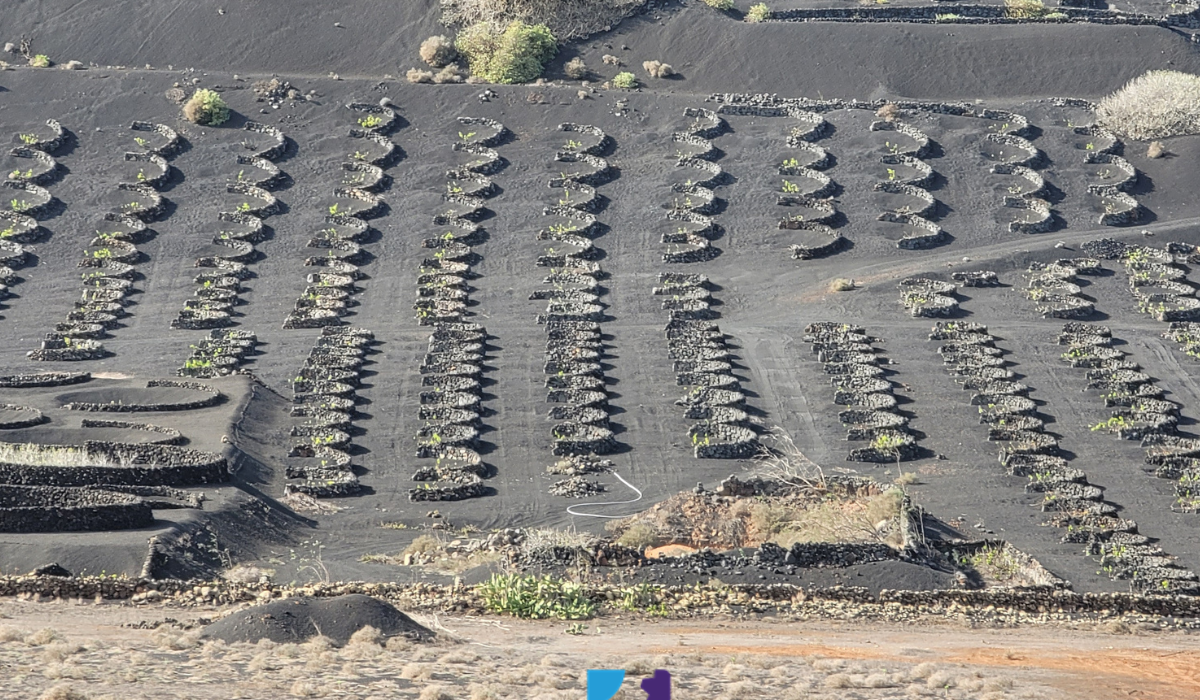 Image of wine growing on the island of Lanzarote, Spain. Choose Your Words